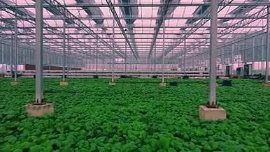蔬菜幼苗培育高架大棚绿色植物科研种植航拍视频的预览图